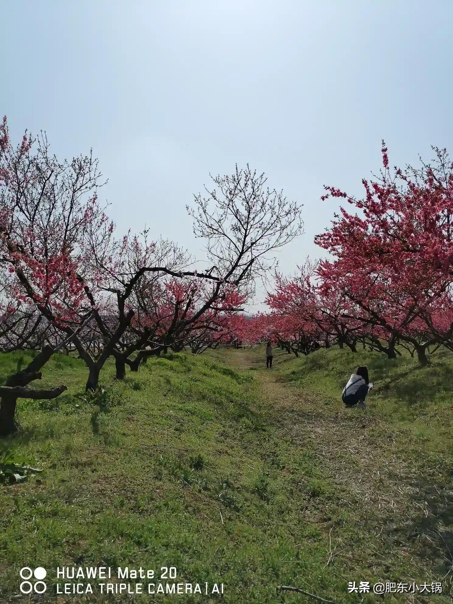 廬陽(yáng)區(qū)三十崗最新動(dòng)態(tài)，自然探索之旅，尋找內(nèi)心平和的旅程